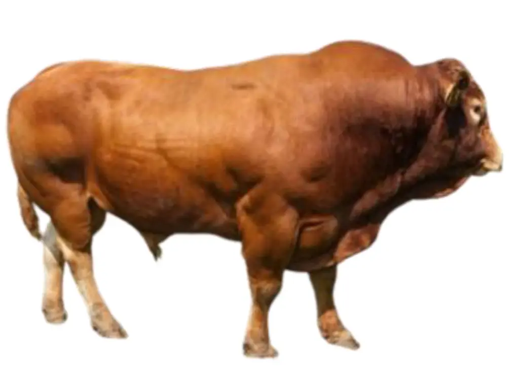 Sapi Limousin.webp