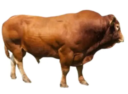 Sapi Limousin